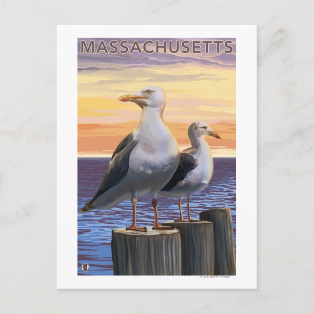 Postal Escena de las gaviotas marinas de Massachusetts (Anverso)