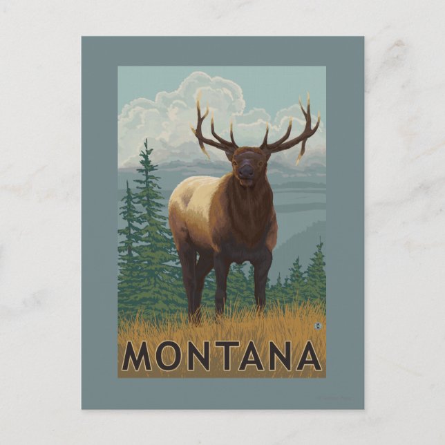 Postal Escena de MontanaElk (Anverso)