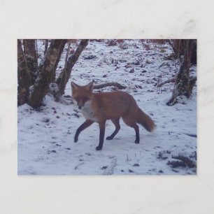 Postal Escena de Naturaleza Fauna del Bosque Invernal Nie