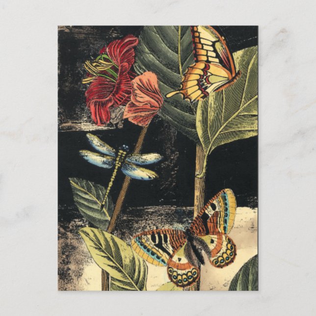 Postal Escena de naturaleza oscura de Vision Studio (Anverso)