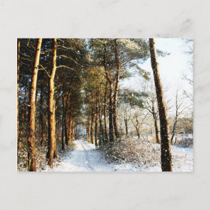 Postal Escena de Nieve Forestal pcnm