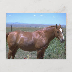 Postal Escena De Pastel De Caballo