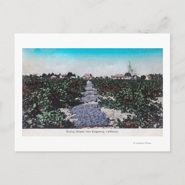 Postal Escena de viñedos de secado de uvas en Kingsburg,  (Anverso)