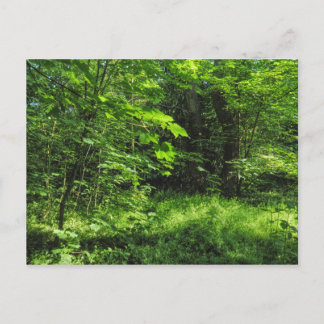 Postal Escena de Woodland