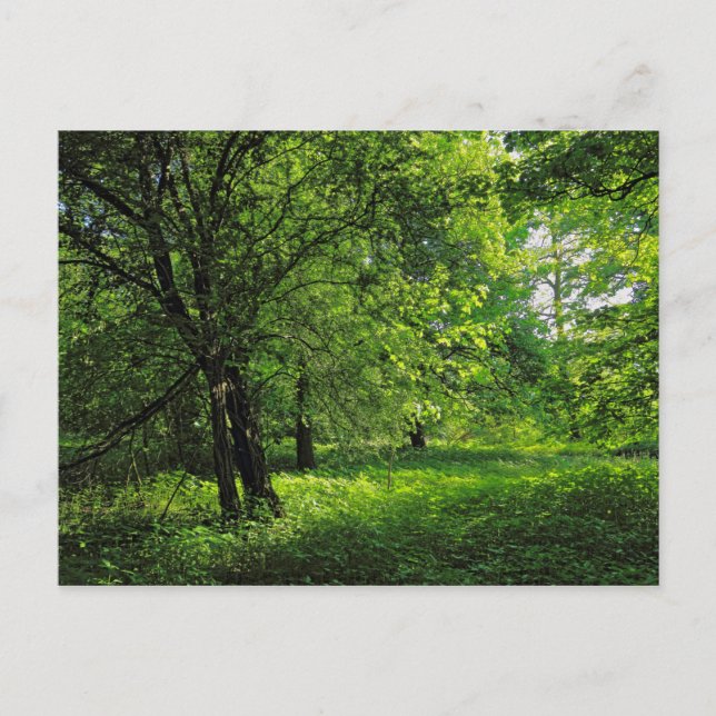 Postal Escena de Woodland. Bosque de Blackweir, Cardiff (Anverso)