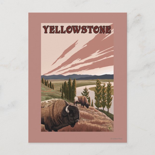 Postal Escena de YellowstoneBison (Anverso)