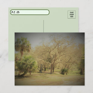 Postal Escena del bosque Quaint Florida de Postcross