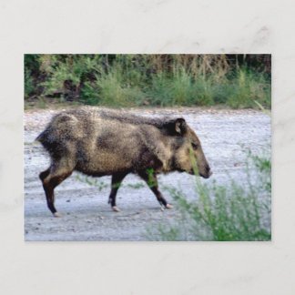 Postal Escena del desierto de Chihuahuan 10 javelina