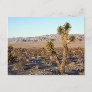 Postal Escena del desierto de Mojave 01