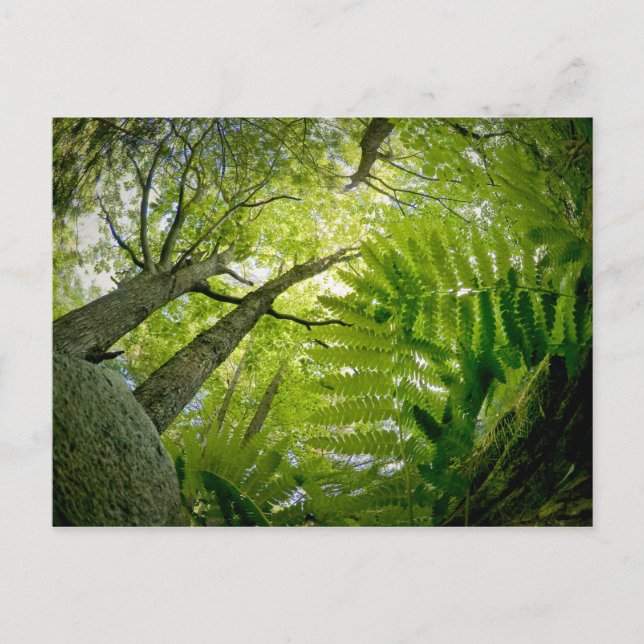 Postal Escena forestal en el Parque Nacional de Acadia, M (Anverso)