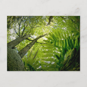 Postal Escena forestal en el Parque Nacional de Acadia, M