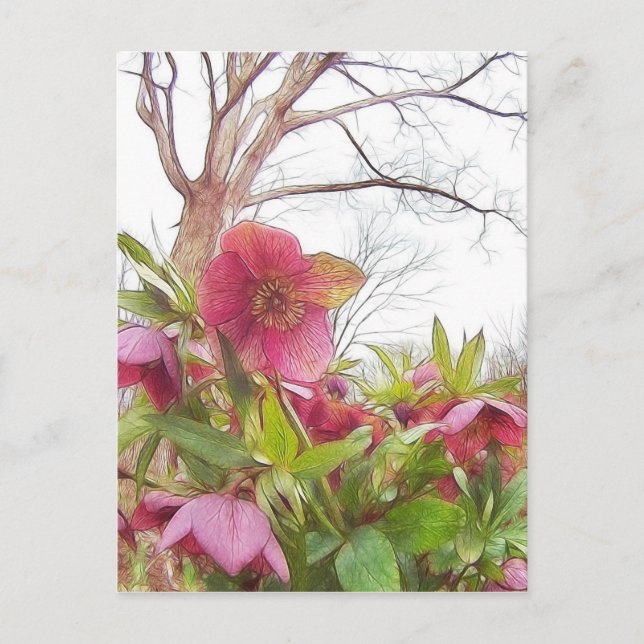 Postal Escena Jardín - Hellebores Y Ropa Antigua (Anverso)