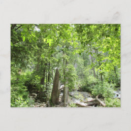 Postal Escena mágica del bosque verde.