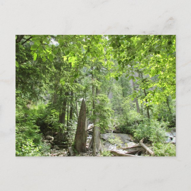Postal Escena mágica del bosque verde. (Anverso)