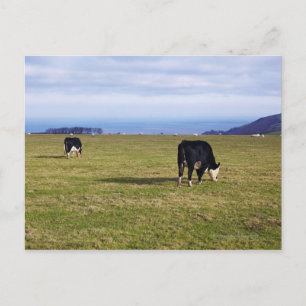 Postal Escena pastoral de vacas en el campo con vista a