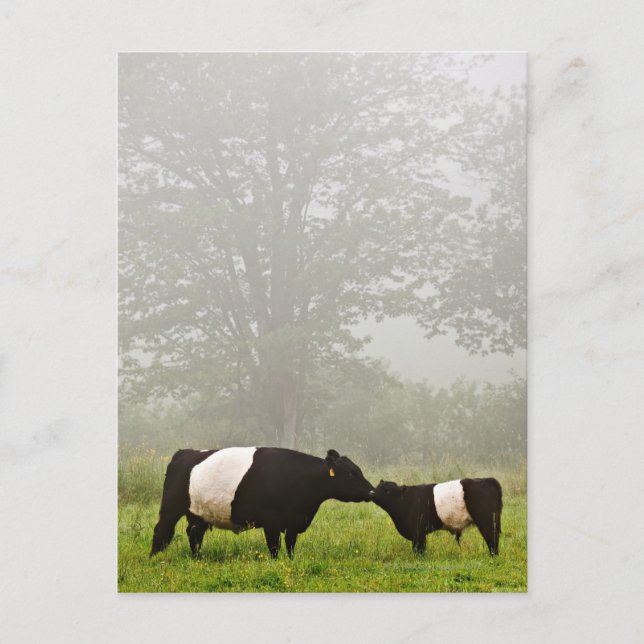 Postal Escena polea de una vaca galloway con vientre en e (Anverso)