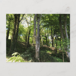 Postal Escena soleada del bosque. Claro del bosque
