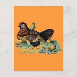 Postal Escenario de cultivo de pollitos y pollos