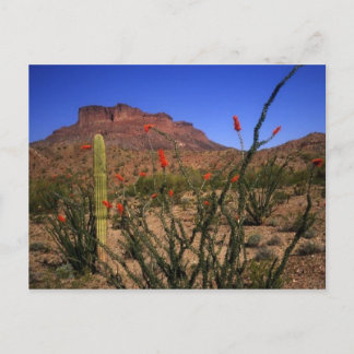 Postal Escenario del desierto