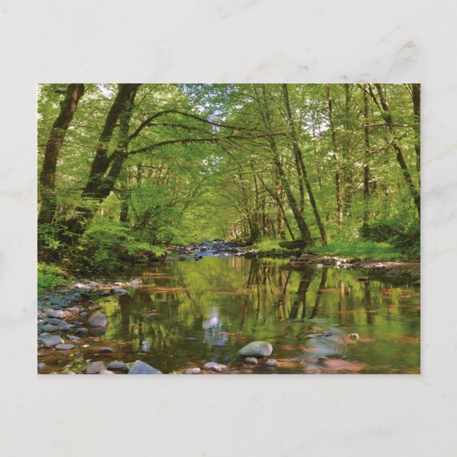 Postal Escenario del río Wilson (Anverso)