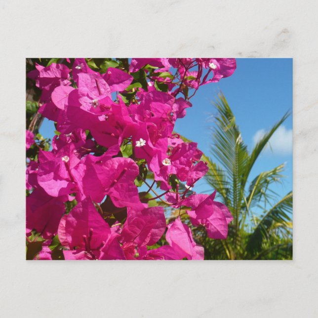 Postal Escenario natural tropical de buganvillas y palmer (Anverso)