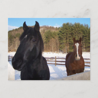 POSTAL ESCENAS DE CABALLO