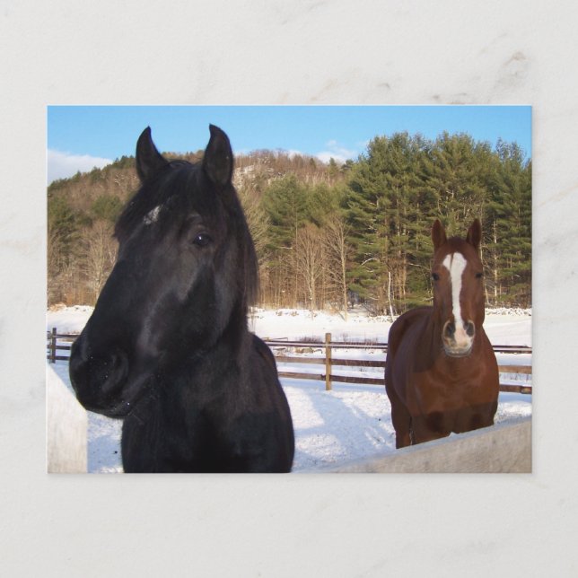 POSTAL ESCENAS DE CABALLO (Anverso)