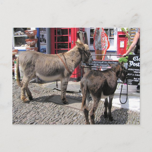 Postal Escenas inglesas, burros en estrecho contacto, Dev (Anverso)