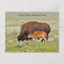 Postal escénica Bison Cow y Calf