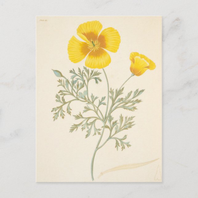 Postal Escherbectzia californiana (Anverso)