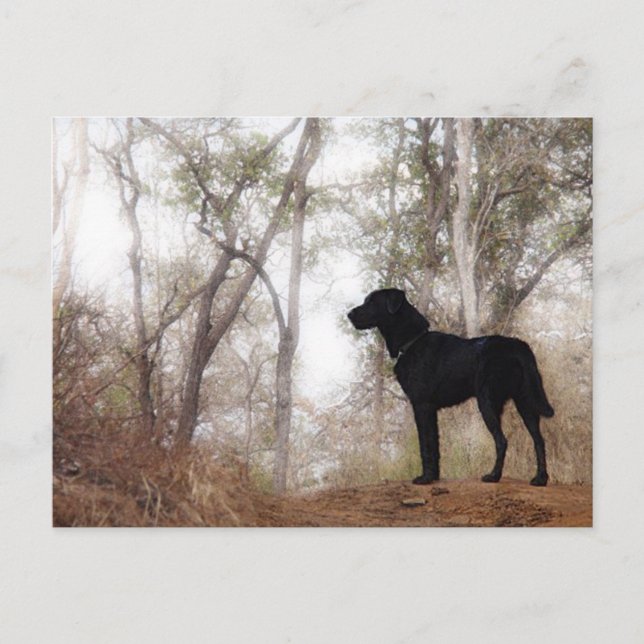 Postal Escocia de perro trabajadora en caninas de conserv (Anverso)