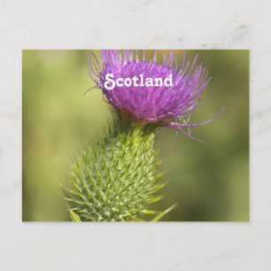 Postal Escocia Thistle
