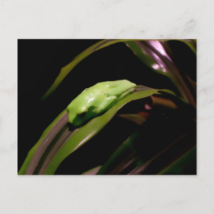 Postal "Escondida a la vista"