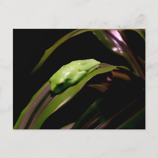 Postal "Escondida a la vista" (Anverso)