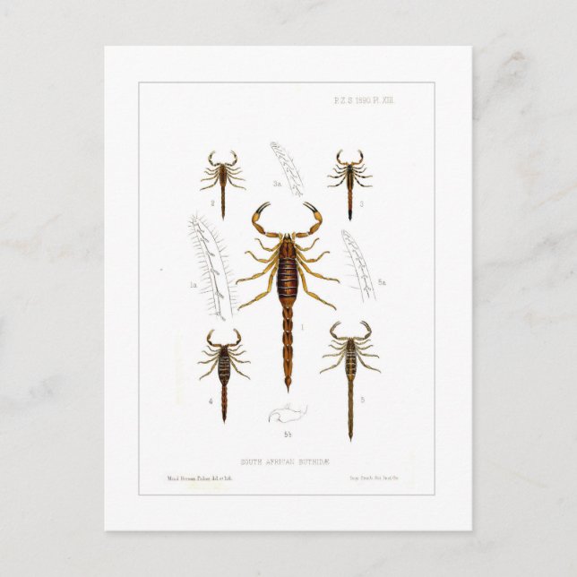 Postal Escorpiones (Anverso)