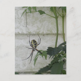 Postal Escribiendo foto de Spider Black Yellow Garden Spi