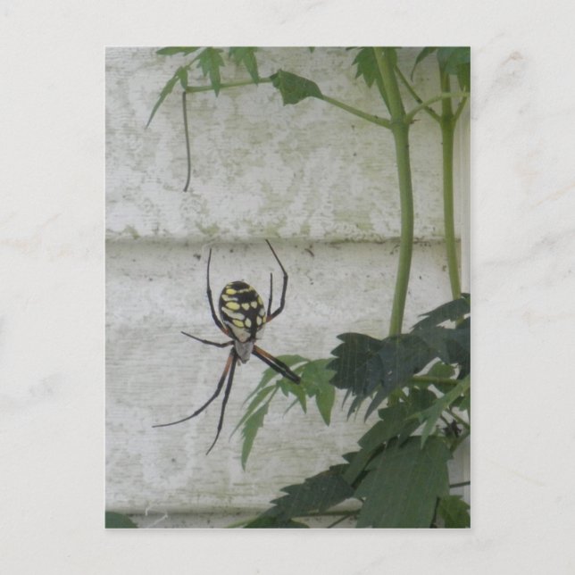 Postal Escribiendo foto de Spider Black Yellow Garden Spi (Anverso)