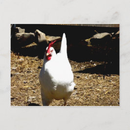 Postal Escuche al pollo
