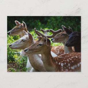 Postal Escucho Postcard