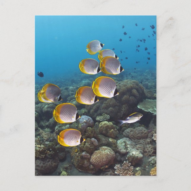 Postal Escuela de angelfish (Anverso)