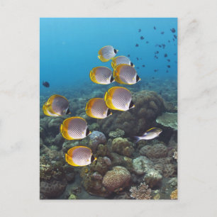 Postal Escuela de angelfish