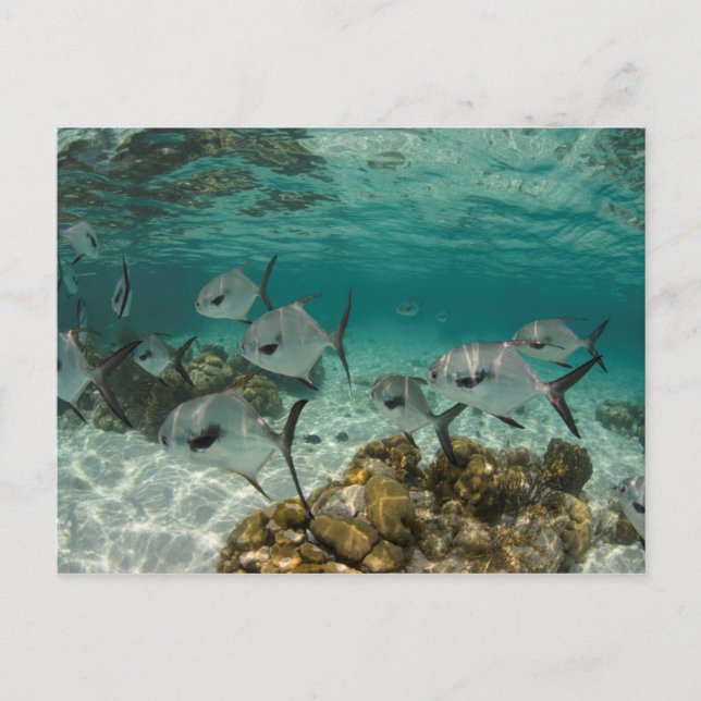 Postal Escuela de peces permitidos (Anverso)