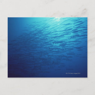 Postal Escuela de Pescado 12