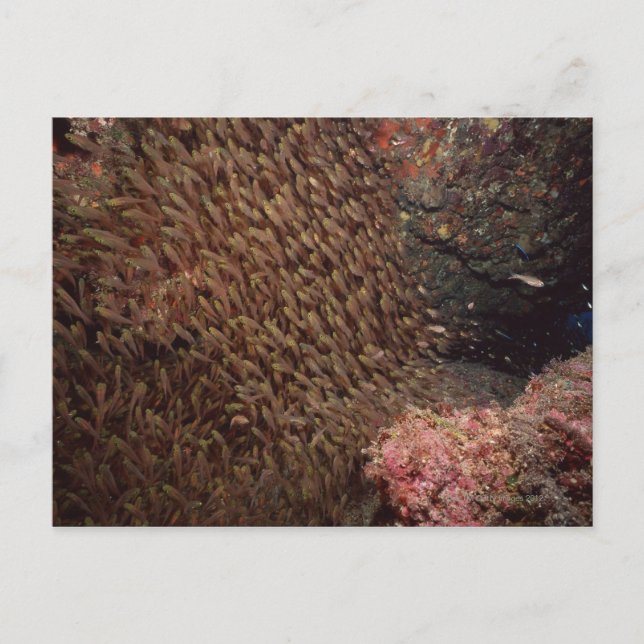 Postal Escuela de Pescado 2 (Anverso)