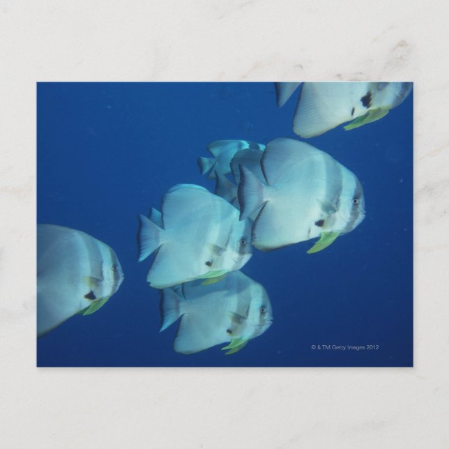 Postal Escuela de Pescado 5 (Anverso)