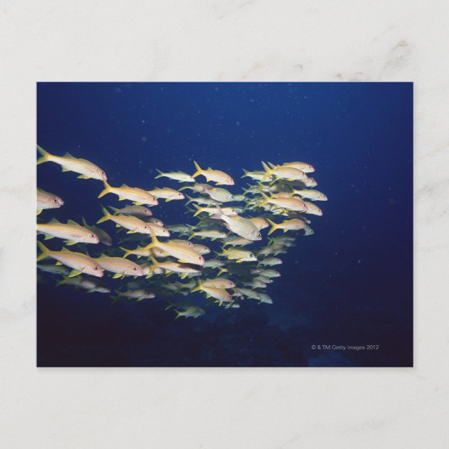 Postal Escuela de Pescado 8 (Anverso)