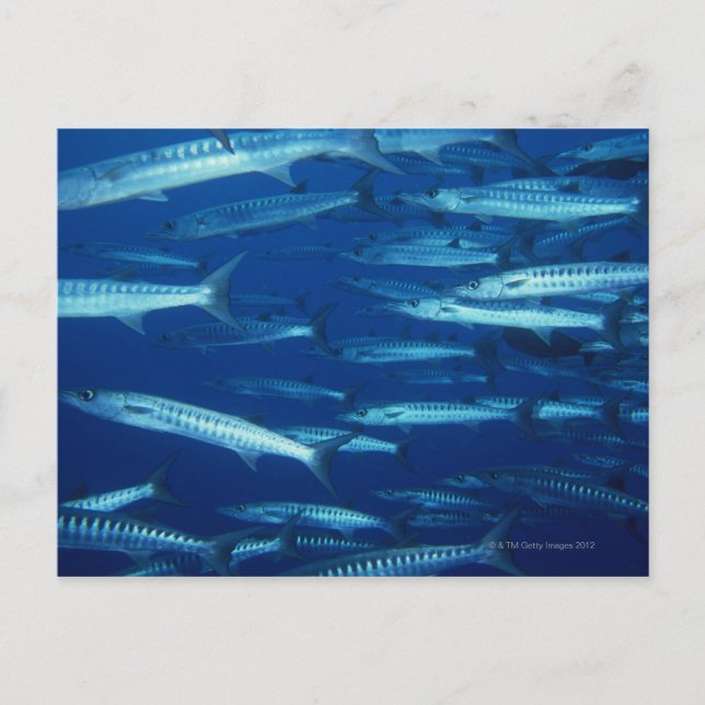Postal Escuela de Pescado 9 (Anverso)