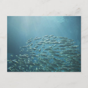 Postal Escuela de pescado, Nassau, Bahamas