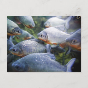 Postal Escuela de Piranhas (Pygocentrus nattereri)