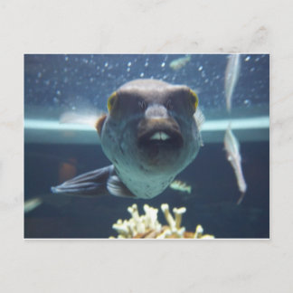Postal Ese pez bucktooth